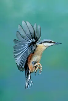 Prints of JD-17281 NUTHATCH - in flight, wings outstretched Sitta europaea John Daniels Please note that prints are for personal display purposes only and may not be reproduced in any way. Nuthatch Prints: Nuthatch in Flight Print