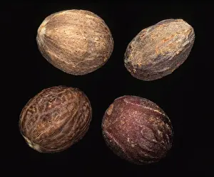 Myristica Fragrans Prints: Nutmeg