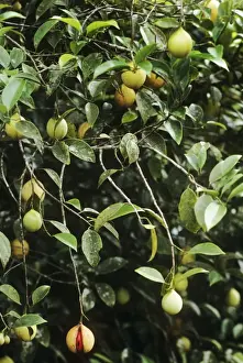 Myristica Fragrans Prints: Nutmeg - bush with fruit