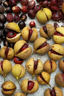 Asian Agricultural Practices Prints: Nutmeg and Mace