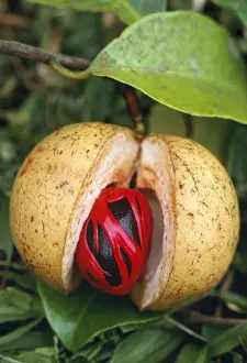 Myristica Fragrans Prints: Nutmeg & Mace - on tree