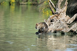 Nutria / Coypu - sitting by water Nutria / Coypu - sitting by water