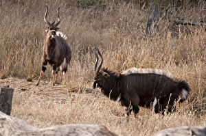 Nyala - two males displaying - crest on back raised - this display not often observed Nyala - two males displaying - crest on back raised - this display not often observed
