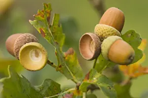 Oak Tree Images Prints: Oak Acorns