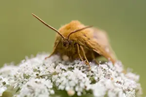 West Country Wildlife Images Prints: Oak Eggar Moth - on flower - Cornwall, UK