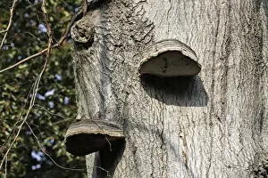 Single Oak Tree Image Prints: Oak Polypore