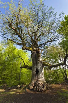 Oak Tree - ancient tree bursting its leaves in spring, Sababurg Ancient Forest NP, North Hessen Oak Tree - ancient tree bursting its leaves in spring, Sababurg Ancient Forest NP, North Hessen