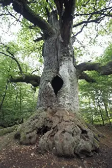 Quercus Robur Species Prints: Oak Tree - ancient tree in summer, Sababurg Ancient Forest NP, North Hessen, Germany