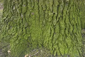 Oak Tree Bark Prints: OAK Tree - close-up of bark