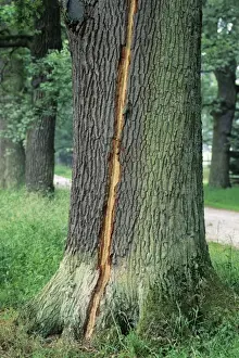 European Oak Trees Prints: Oak Tree - lightning strike on stem of mature tree, Lower Saxony, Germany