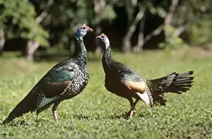 Ocellated Turkey Print