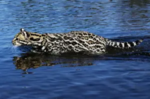 Wild Cat Photography Prints: Ocelot - wading through water