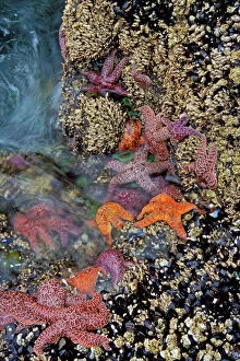 Images Dated 22nd July 2004: Ochre & Purple Sea Stars / Starfish - in tidal zone Strawberry Hill State Park, Oregon coast