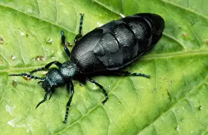 West Country Wildlife Images Prints: Oil Beetle Devon UK