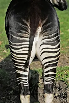 Okapi Female Print - WAT-16615, Copenhagen Zoo, Denmark
