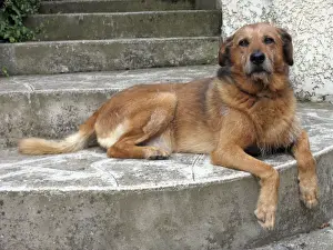 Jean Michel Labat Art Prints: Old Dog - resting on step