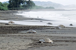 Olive Ridley / Golfina TURTLE - group, many emerging from the sea Olive Ridley / Golfina TURTLE - group, many emerging from the sea