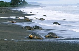 Olive Ridley Turtle - coming ashore to lay eggs Olive Ridley Turtle - coming ashore to lay eggs