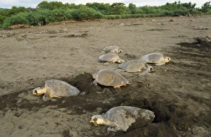Olive Ridley Turtle - egg laying Olive Ridley Turtle - egg laying