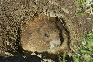 Olympic National Park Wildlife Prints: Olympic Marmot