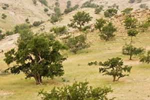 Open grazed degraded forest of the rare Argan tree Open grazed degraded forest of the rare Argan tree