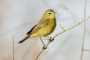 Jim Zipp Wildlife Photography Prints: Orange-crowned Warbler