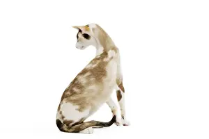 Feline Fine Art Prints: Oriental Cat - in studio