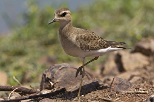 Oriental Plover / Oriental Dotterel Oriental Plover / Oriental Dotterel