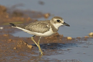 Oriental Plover - at pond edge Oriental Plover - at pond edge