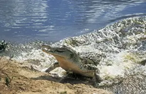 Personalized Animal Artwork Prints: Orinoco Crocodile