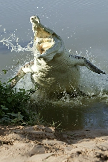 Orinoco Crocodile - Female jumping out of the water to protect nest situated on riverbank Orinoco Crocodile - Female jumping out of the water to protect nest situated on riverbank
