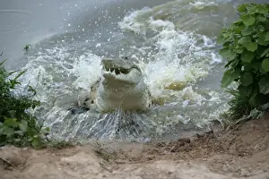 Prints of WAT-8367 Orinoco CROCODILE - female jumping out of water to protect her nest in river bank Hato El Frio. Venezuela Crocodilus intermedius Critically Endangered species M Intermedius Prints: Orinoco Crocodile Print - Female Emerging from Water