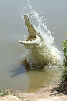 Orinoco CROCODILE - female jumps out of the water to protect nest in the riverbank Orinoco CROCODILE - female jumps out of the water to protect nest in the riverbank