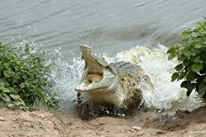 Orinoco CROCODILE - female lunging out of water to protect nest in bank Orinoco CROCODILE - female lunging out of water to protect nest in bank
