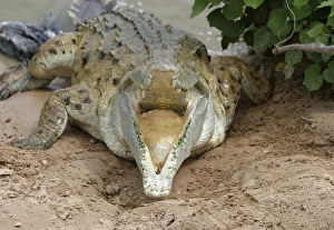 Orinoco CROCODILE - mother jumps out of the water to protect nest in bank Orinoco CROCODILE - mother jumps out of the water to protect nest in bank