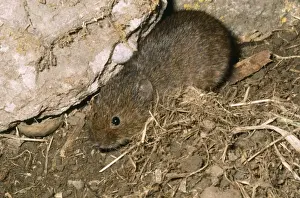 Ardea Wildlife Prints: Orkney Vole
