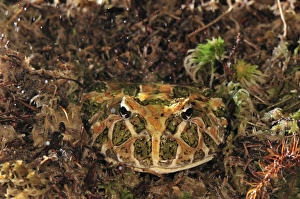 Ornate Horned Frog Argentinean Horned Frog Ornate Horned Frog Argentinean Horned Frog