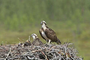 Images Dated 17th October 2007: Osprey - Female on Nest with Chicks Pandion haliaetus Finland BI014909