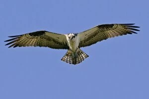 Images Dated 21st September 2006: Osprey - in flight, soaring. _A2A4664