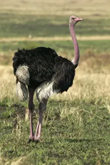 African Savannah Birds Prints: Ostrich