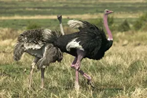 Ostriches In The Wild Prints: Ostrich Pair