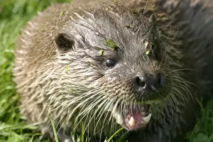 Brian Bevan Wildlife Art Prints: Otter close up of head - snarling