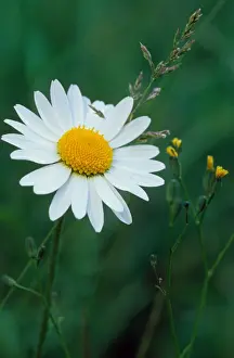 Marguerite Flower Prints: Ox-eye Daisy