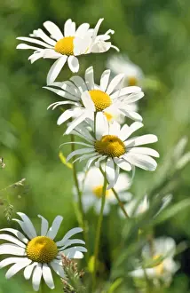 White Flowers Germany Prints: Oxeye Daisy