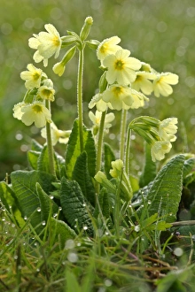Oxlip - in full bloom covered in dew at an early spring morning Oxlip - in full bloom covered in dew at an early spring morning
