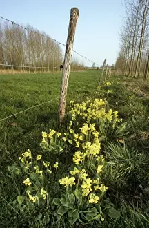 Oxlip Flower Prints: Oxlip in meadow