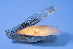 Oyster Prints: Oyster Shell With Artificial Pearl Print