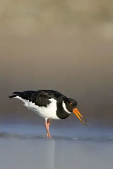 Personal Use Wildlife Artwork Prints: Oystercatcher