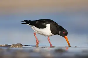 Eurasian Oystercatcher Print