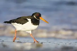 Eurasian Oystercatcher Print